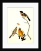 Black-headed Song-Grosbeak by John James Audubon