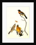 Black-headed Song-Grosbeak by John James Audubon