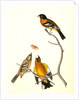 Black-headed Song-Grosbeak by John James Audubon