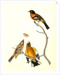 Black-headed Song-Grosbeak by John James Audubon