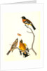 Black-headed Song-Grosbeak by John James Audubon