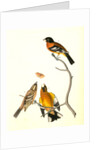 Black-headed Song-Grosbeak by John James Audubon