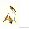 Black-headed Song-Grosbeak by John James Audubon