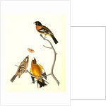 Black-headed Song-Grosbeak by John James Audubon
