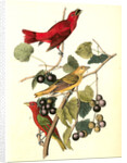 Summer Red-bird by John James Audubon