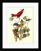 Summer Red-bird by John James Audubon