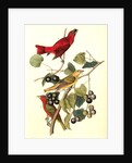 Summer Red-bird by John James Audubon