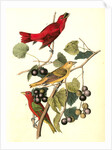 Summer Red-bird by John James Audubon