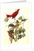 Summer Red-bird by John James Audubon