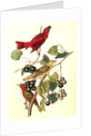 Summer Red-bird by John James Audubon