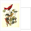 Summer Red-bird by John James Audubon