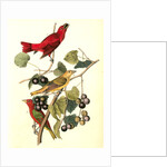 Summer Red-bird by John James Audubon