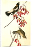 Wandering Rice-bird by John James Audubon