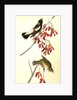 Wandering Rice-bird by John James Audubon