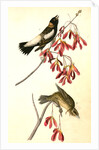 Wandering Rice-bird by John James Audubon