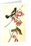 Wandering Rice-bird by John James Audubon