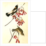 Wandering Rice-bird by John James Audubon
