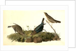 Common Cow-bird by John James Audubon