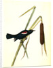 Red-and-white-shouldered Marsh-Blackbird. Male by John James Audubon