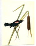 Red-and-white-shouldered Marsh-Blackbird. Male by John James Audubon
