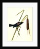 Red-and-white-shouldered Marsh-Blackbird. Male by John James Audubon