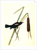 Red-and-white-shouldered Marsh-Blackbird. Male by John James Audubon