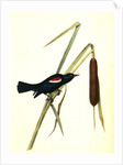 Red-and-white-shouldered Marsh-Blackbird. Male by John James Audubon