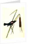 Red-and-white-shouldered Marsh-Blackbird. Male by John James Audubon