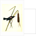 Red-and-white-shouldered Marsh-Blackbird. Male by John James Audubon