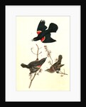 Red-winged Starling by John James Audubon