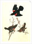 Red-winged Starling by John James Audubon