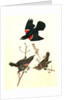 Red-winged Starling by John James Audubon
