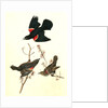 Red-winged Starling by John James Audubon