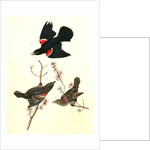 Red-winged Starling by John James Audubon