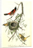 Orchard Oriole, or Hang-nest by John James Audubon