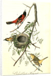 Orchard Oriole, or Hang-nest by John James Audubon