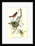 Orchard Oriole, or Hang-nest by John James Audubon