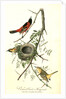 Orchard Oriole, or Hang-nest by John James Audubon