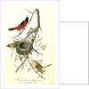 Orchard Oriole, or Hang-nest by John James Audubon