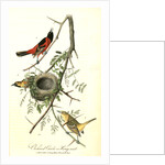 Orchard Oriole, or Hang-nest by John James Audubon