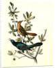 Boat-tailed Grackle by John James Audubon