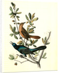 Boat-tailed Grackle by John James Audubon