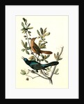 Boat-tailed Grackle by John James Audubon