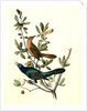 Boat-tailed Grackle by John James Audubon