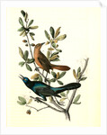 Boat-tailed Grackle by John James Audubon