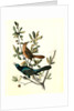 Boat-tailed Grackle by John James Audubon