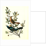 Boat-tailed Grackle by John James Audubon