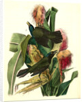 Common Purple Crow-Blackbird by John James Audubon