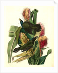 Common Purple Crow-Blackbird by John James Audubon