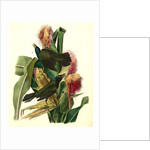 Common Purple Crow-Blackbird by John James Audubon